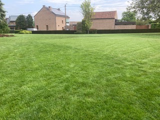 Professioneel gazononderhoud met strakke lijnen